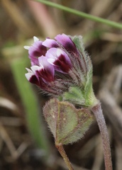 Trifolium amoenum