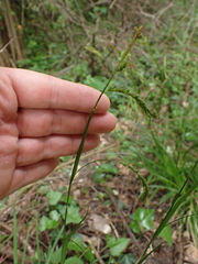 Carex sylvatica