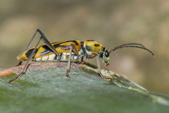 Chlorophorus annularis