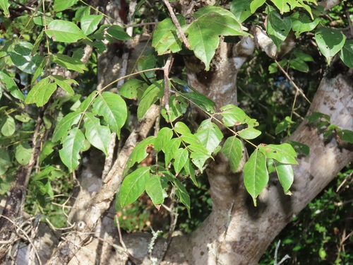 N'tchilussua (Lannea antiscorbutica)