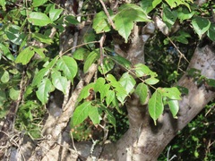 Lannea antiscorbutica