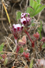 Trifolium amoenum