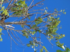 Lannea antiscorbutica