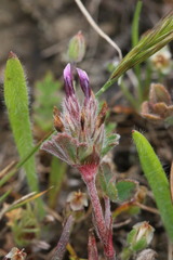 Trifolium amoenum