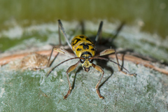 Chlorophorus annularis