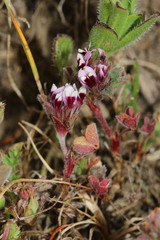 Trifolium amoenum