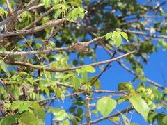 Lannea antiscorbutica