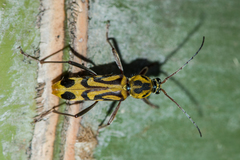 Chlorophorus annularis