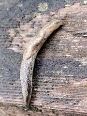 Prophysaon vanattae