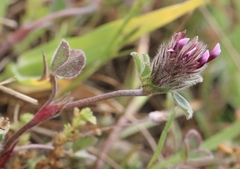 Trifolium amoenum