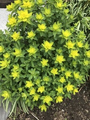 Euphorbia epithymoides