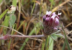 Trifolium amoenum