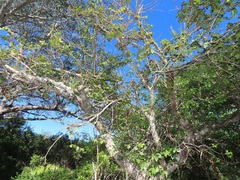 Lannea antiscorbutica