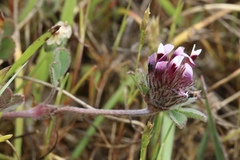 Trifolium amoenum