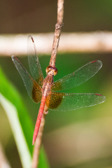Neurothemis intermedia