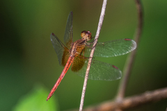 Neurothemis intermedia