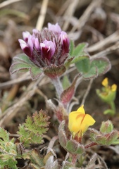 Trifolium amoenum