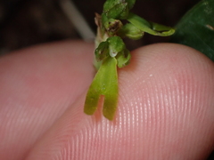 Neottia ovata
