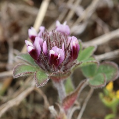 Trifolium amoenum