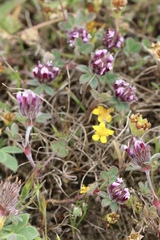 Trifolium amoenum
