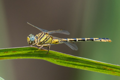 Paragomphus lineatus