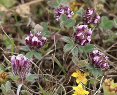 Trifolium amoenum