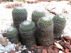Mammillaria gaumeri