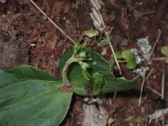 Neottia ovata