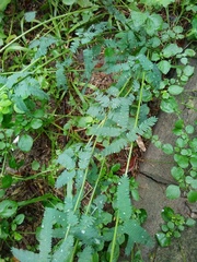 Desmanthus acuminatus