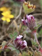 Trifolium amoenum