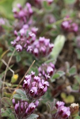 Trifolium amoenum