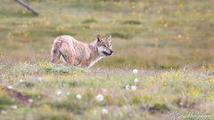 Canis lupus filchneri