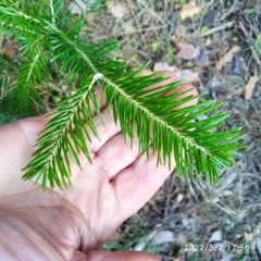 Abies sibirica