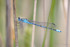 Enallagma cyathigerum