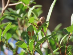 Ochna barbosae