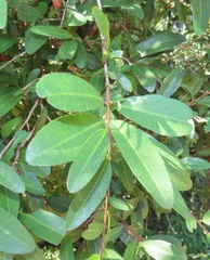 Ochna barbosae