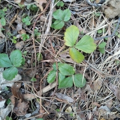 Fragaria vesca