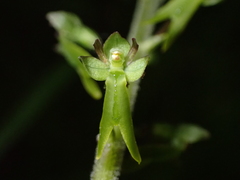 Neottia ovata