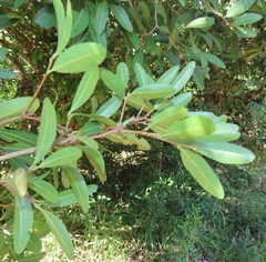 Ochna barbosae