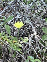 Pyrrhopappus carolinianus image