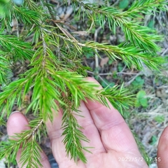 Picea obovata
