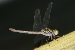 Cratilla lineata