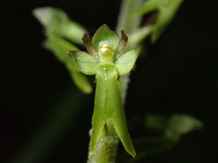 Neottia ovata