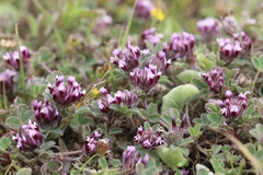 Trifolium amoenum