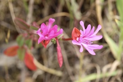 Clarkia concinna raichei