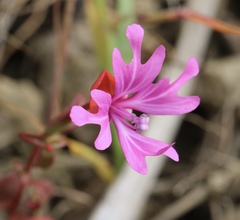 Clarkia concinna raichei