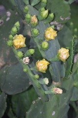 Opuntia