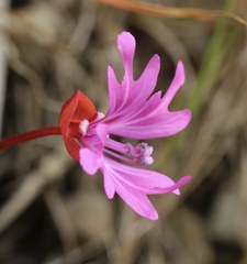 Clarkia concinna raichei