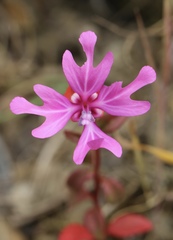 Clarkia concinna raichei