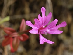 Clarkia concinna raichei